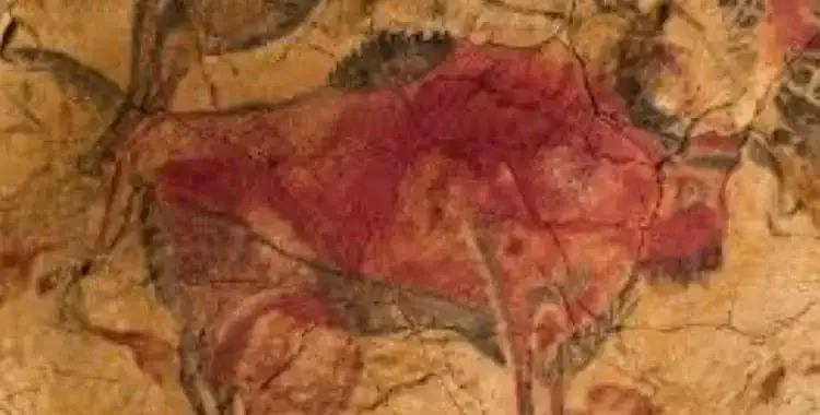 Bison original d