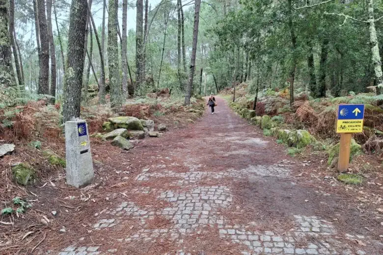 Peregrina cruzando un bosque