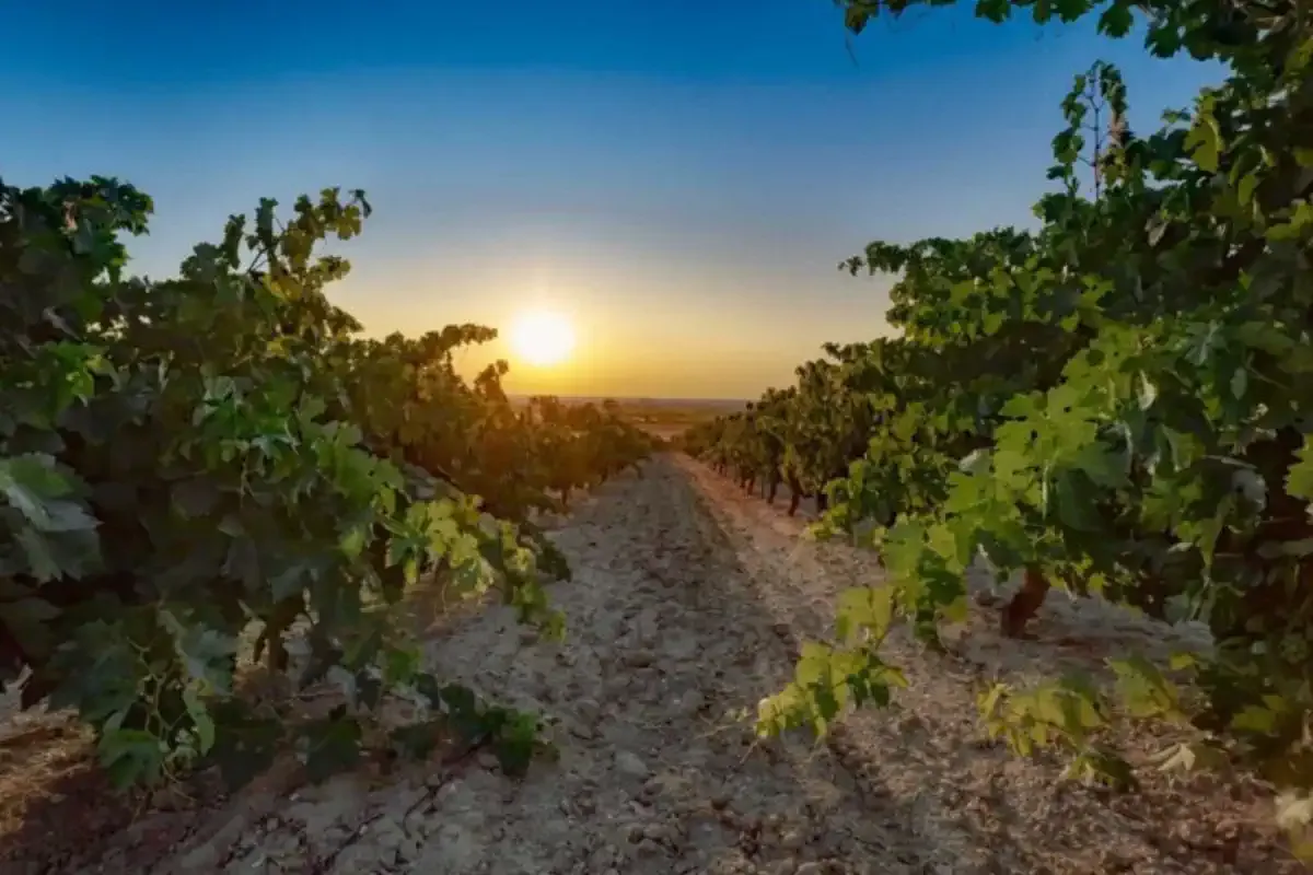 Vignobles
