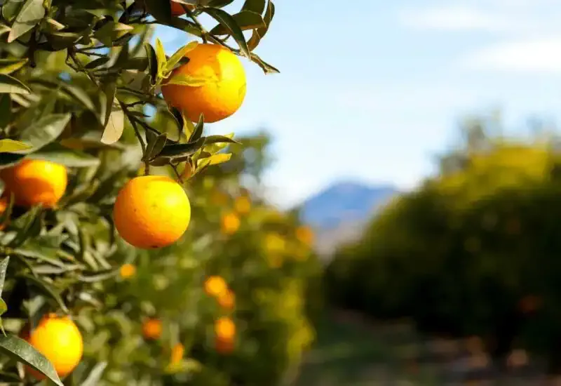 La estrella del Camino con naranjas de Valencia
