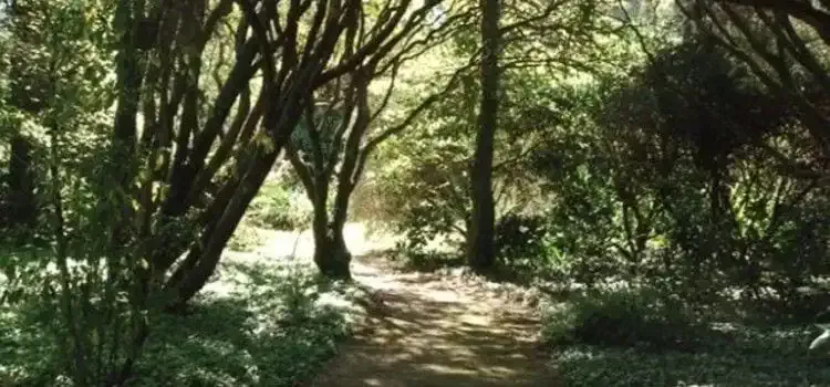 Path between the trees