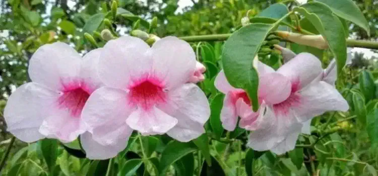 White camellie