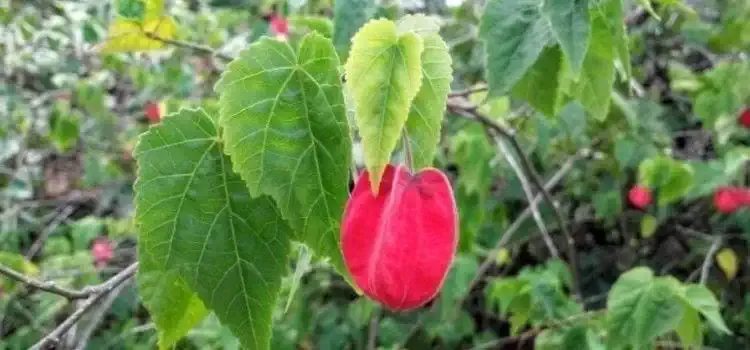 Camelia Rosa
