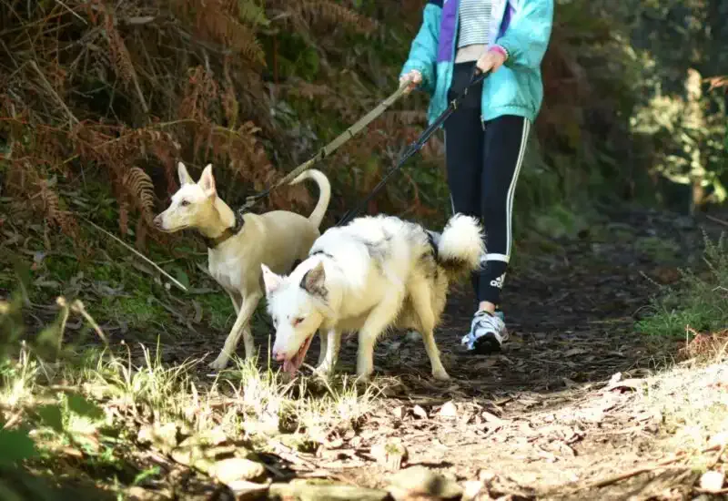 Una peregrina con dos perros atados