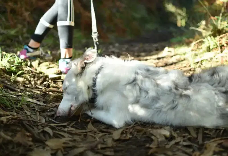 Un perro descansando en el Camino