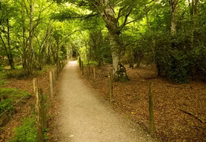 Una ruta del Camino Francés