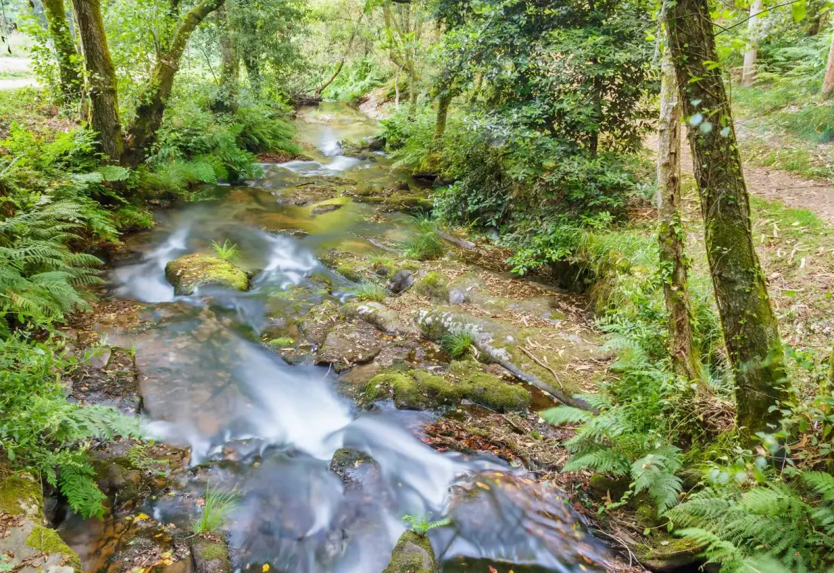 Una ruta del Camino Portugués