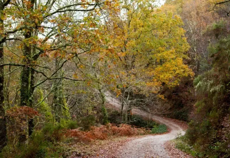 Una ruta otoñal del Camino en Noviembre