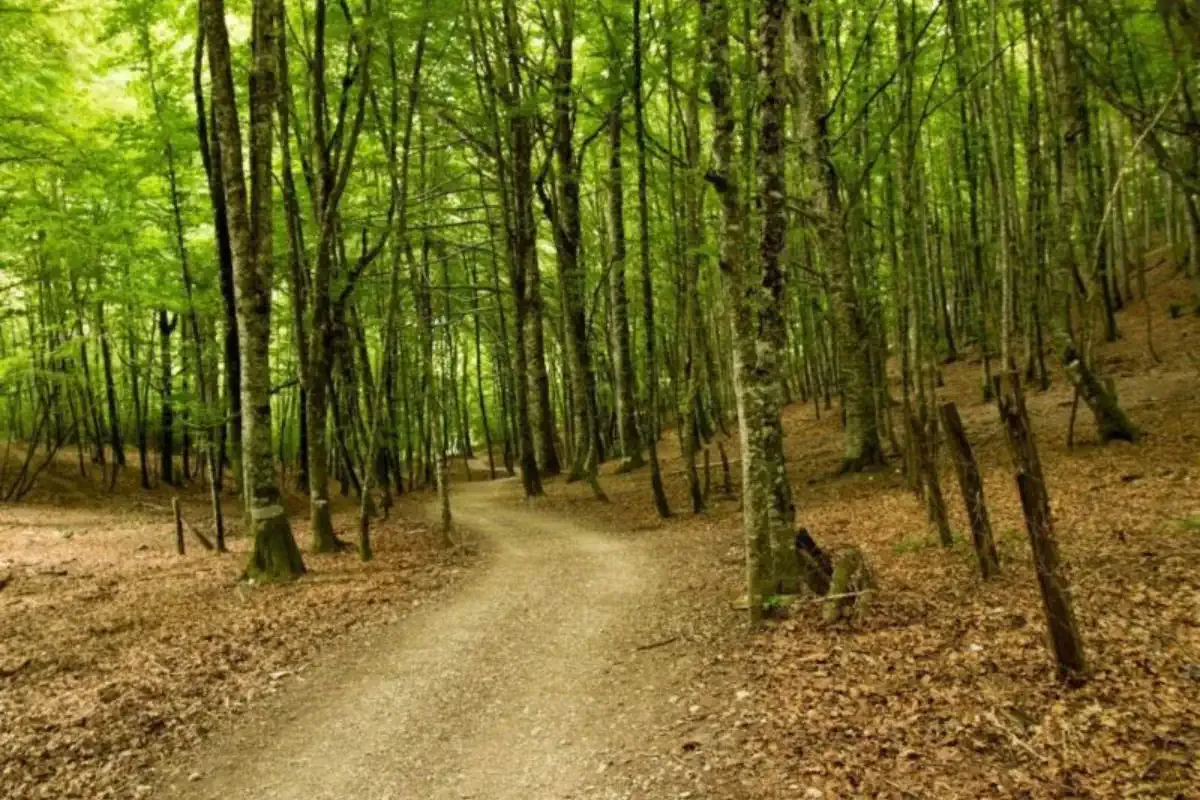 Bosque en el Camino