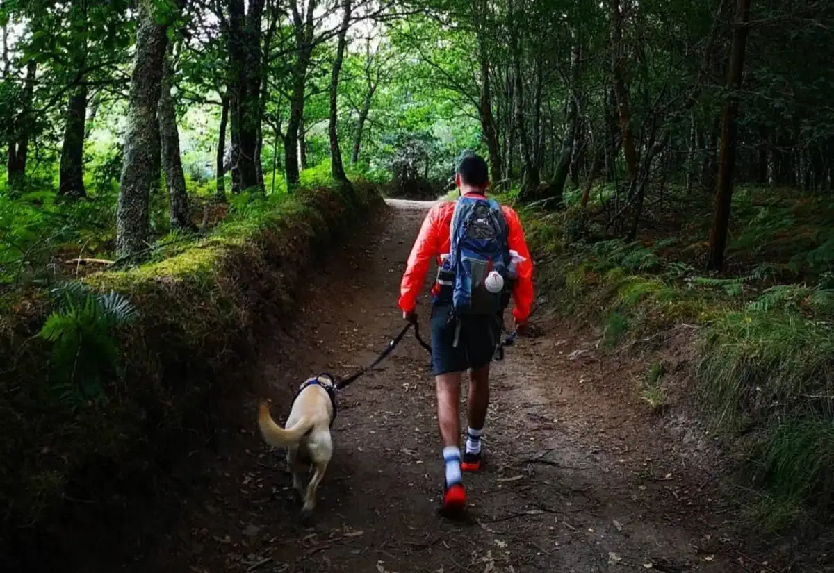Pellegrino e cane per il bosco