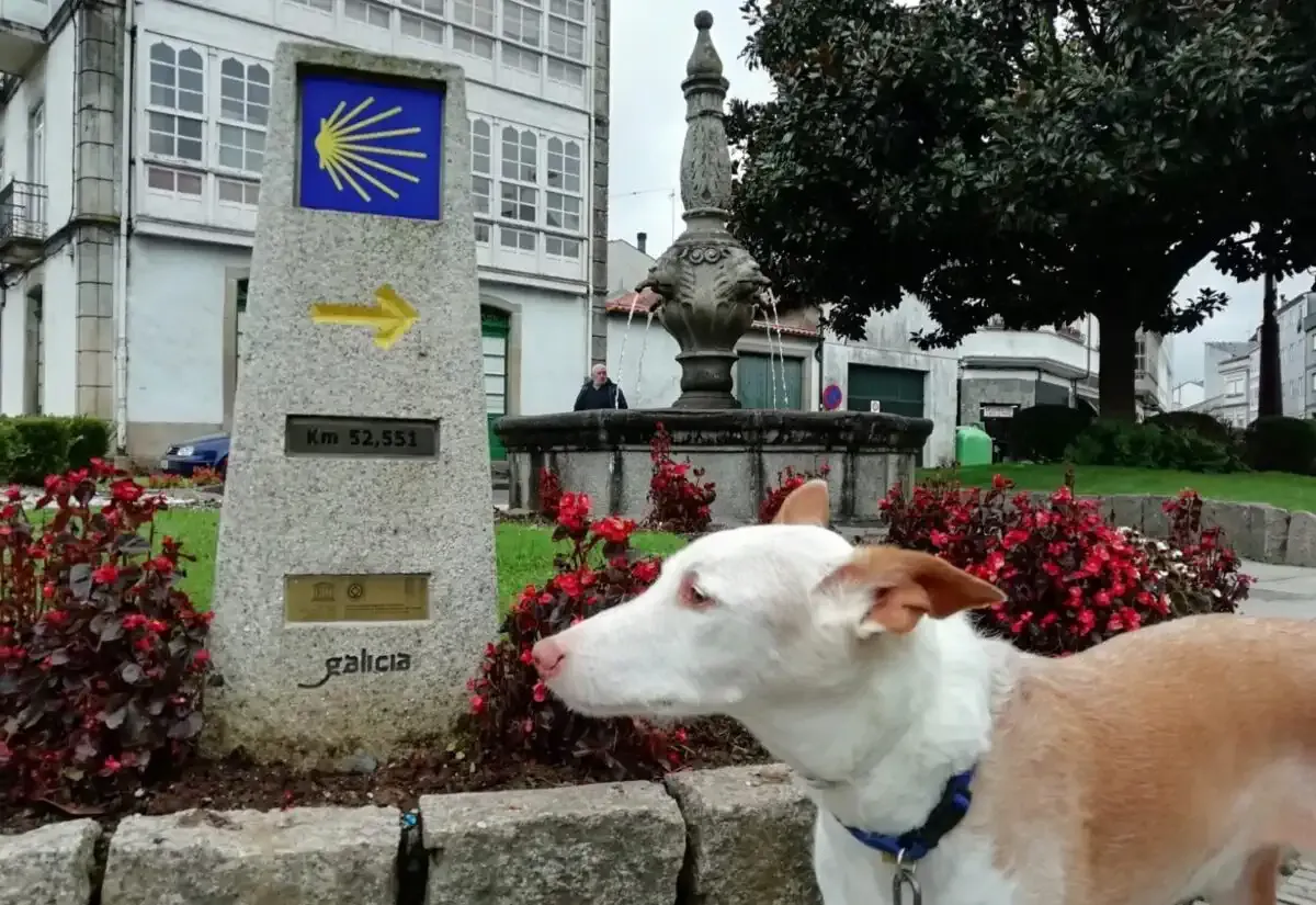 Cane sul Cammino