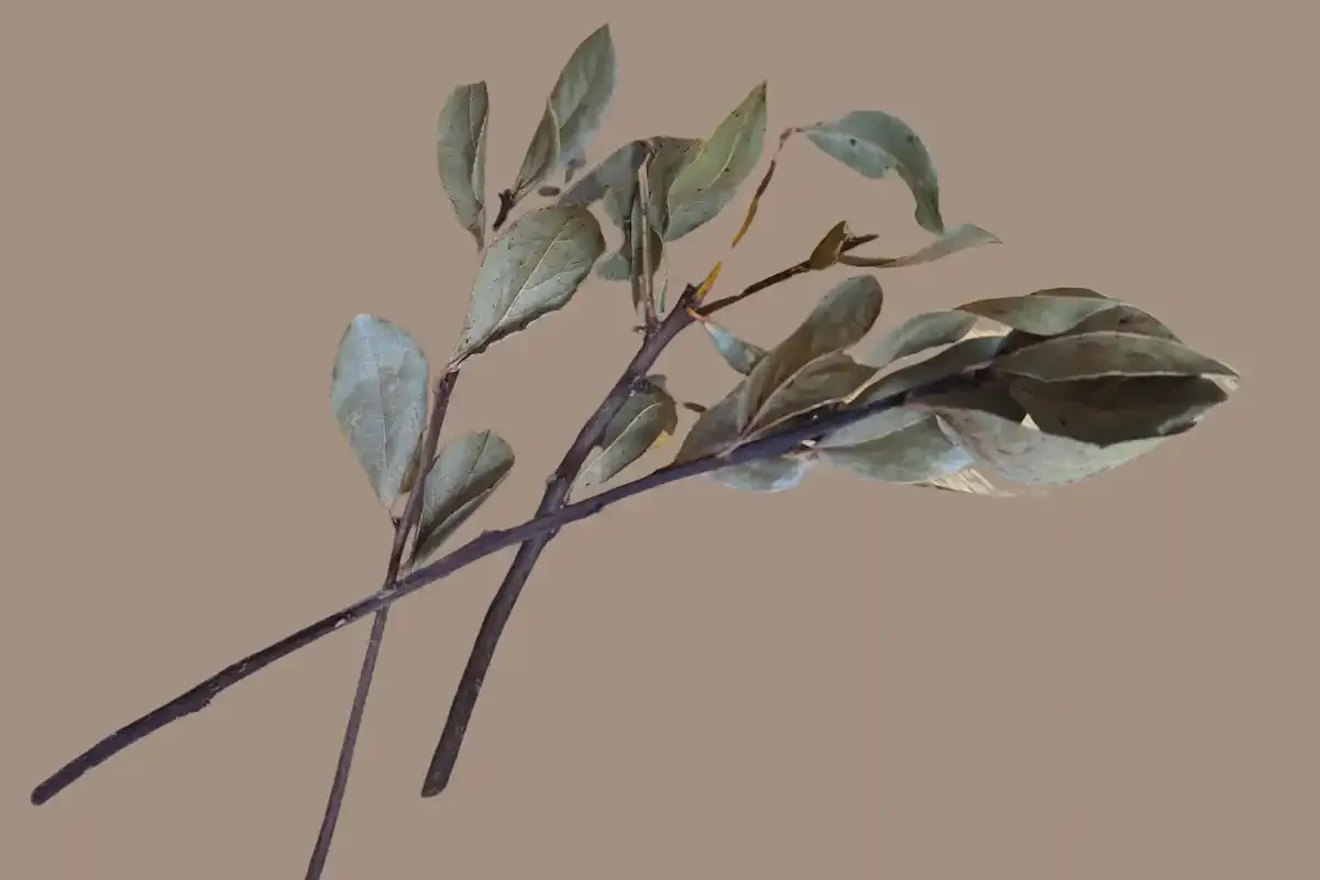 Hojas de laurel