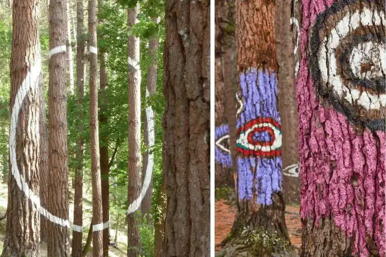 Oma Forest