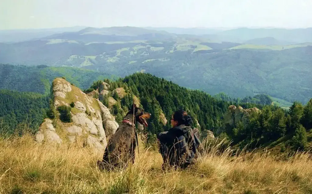 Pellegrino e cane sul Cammino