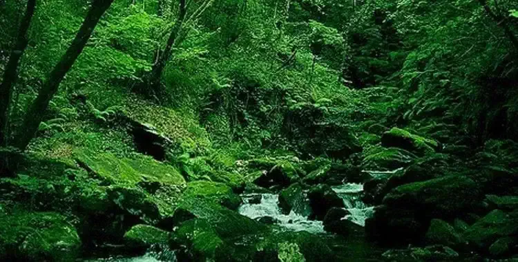 Bopsque Fragas do Eume