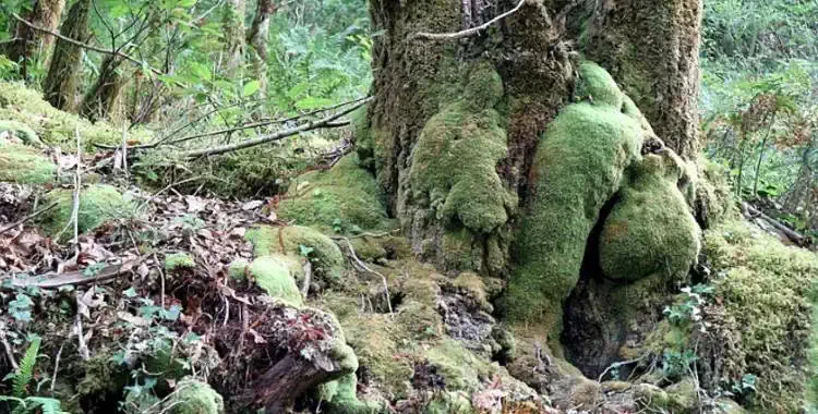 Árboles y raíces Fragas do Eume