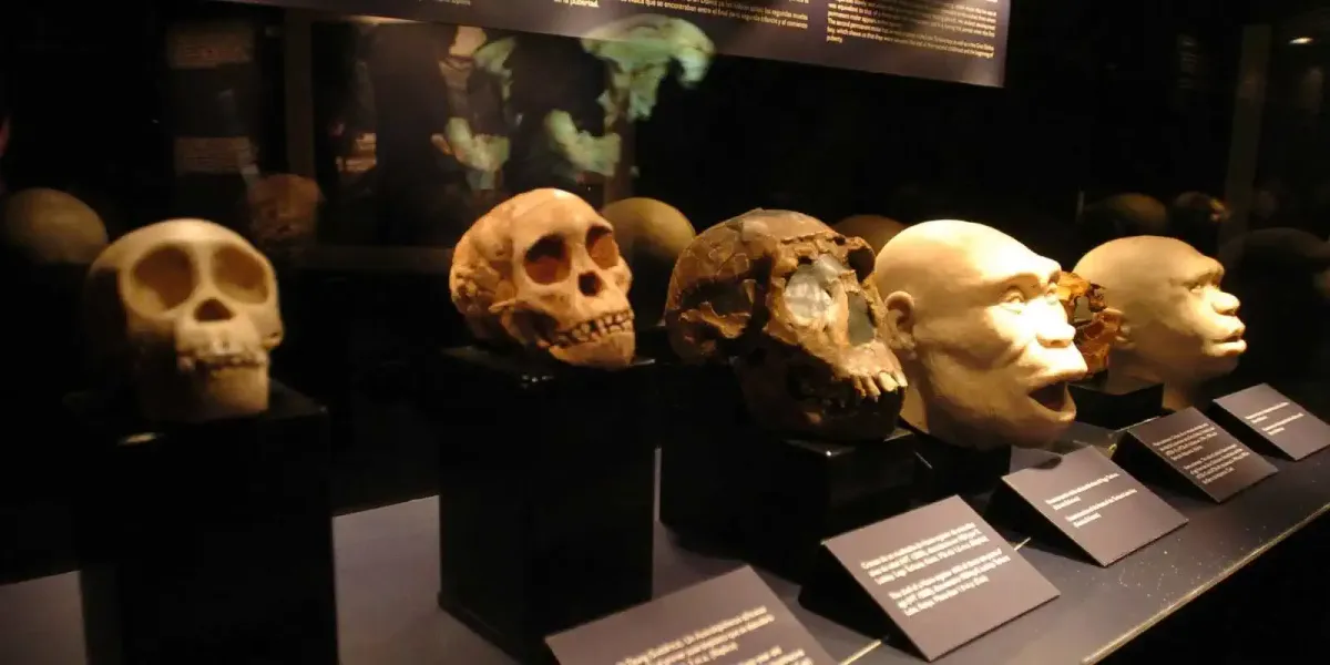 Rappresentazione dell’evoluzione umana basata sui ritrovamenti di Atapuerca, uno dei siti archeologici più importanti d’Europa
