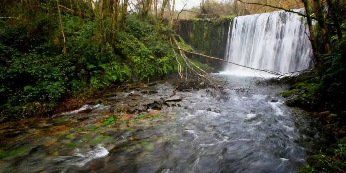 Marronda Forest O Cadavo