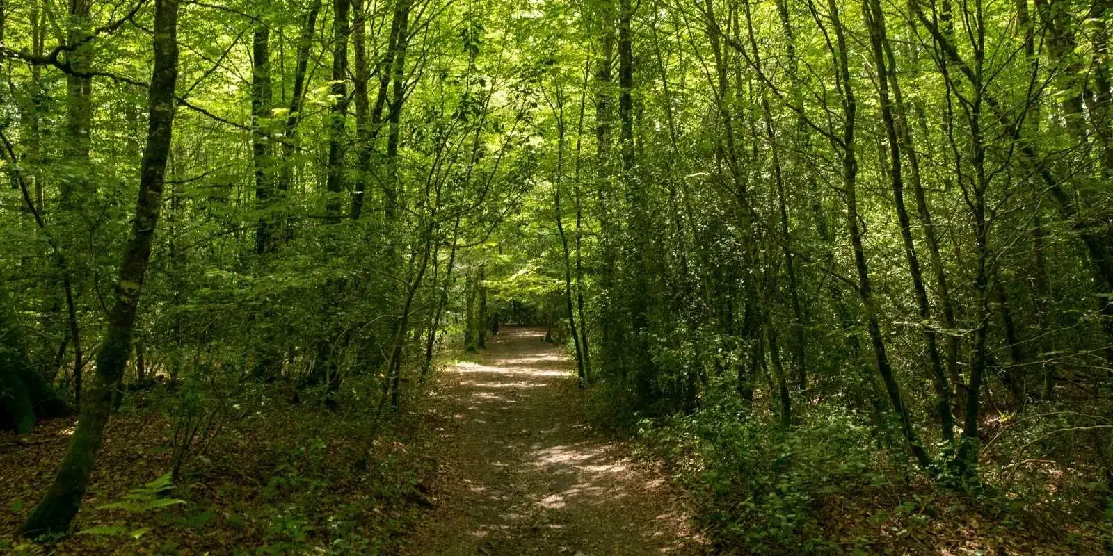 Forest of las Brujas Roncesvalles