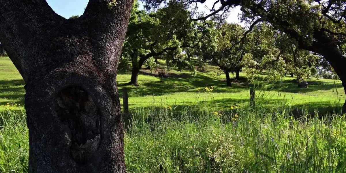 Sierra Norte Almaden Plata