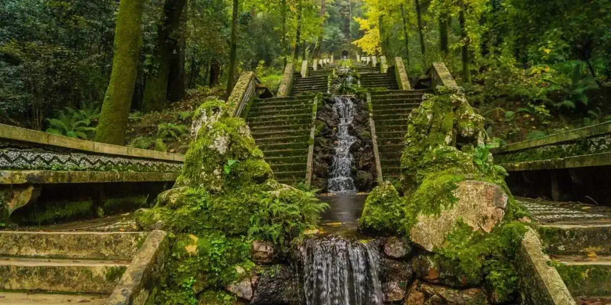 Forest of Bussaco Camino Portugues Mealhada