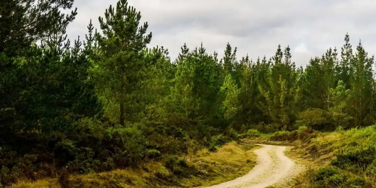 Route de dos muiños - Abadín