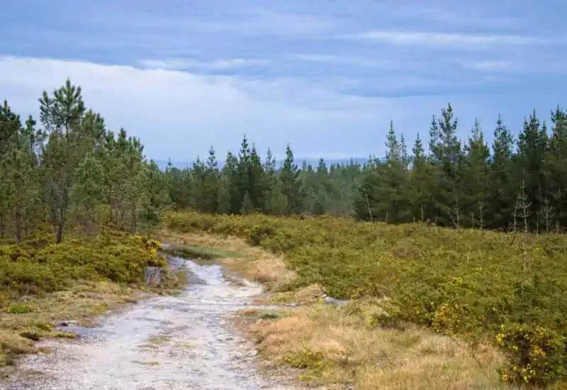 Nature of Miraz