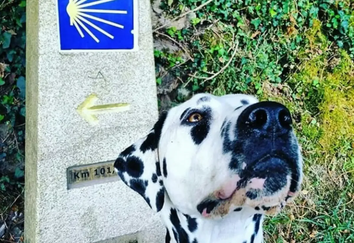 Un dálmata junto a un Mojón del Camino