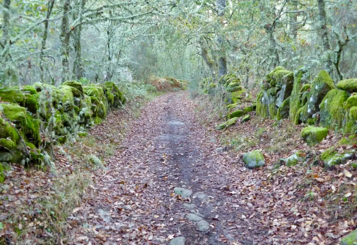 Sentier entre rochers moussus dans la forêt